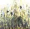 images/BUCHER-CAPORICCI/1.jpg
